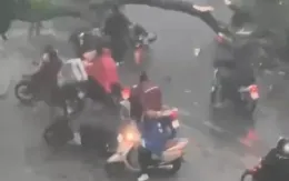 Hà Nội: 1 người tử vong do cây đổ đè trúng trong cơn mưa dông