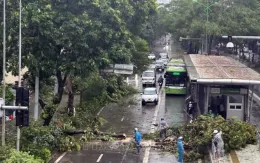 Cây xanh đổ la liệt trên nhiều tuyến phố Hà Nội làm 7 người thương vong