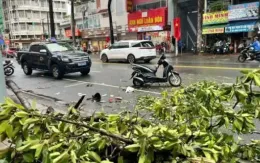 TP Hồ Chí Minh: Cắt tỉa, đốn hạ nhiều cây phòng tránh hoàn lưu bão số 3