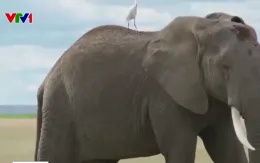 Zimbabwe “hy sinh” 200 con voi để cứu đói