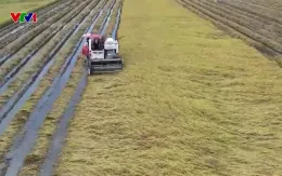 Khẩn trương thu hoạch hàng nghìn ha lúa bị thiệt hại do mưa lớn