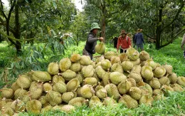 Thiếu mã số vùng trồng rau quả xuất khẩu