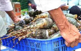 Cần Thơ: Ngăn chặn nhập lậu, buôn bán, vận chuyển trái phép tôm hùm giống