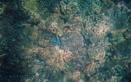 Hợp tác phục hồi và bảo vệ "rừng nhiệt đới" của đại dương