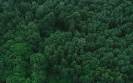 EU dự kiến tạm hoãn áp dụng luật chống phá rừng