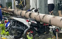 Đồng Nai: Dông lốc khiến cây xanh ngã đổ đè lên xe máy