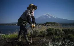 Nông dân cao tuổi Nhật Bản vật lộn với thời tiết khắc nghiệt