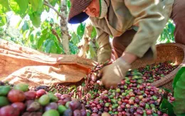 Xuất khẩu cà phê: Kỷ lục nối tiếp kỷ lục