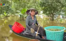 Nhà vườn cà na bận rộn mùa nước nổi