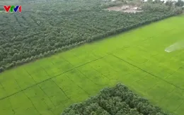 Làm giàu từ trồng xoài trên đất lúa