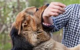 Chung tay xây dựng một cộng đồng an toàn - không còn bệnh dại!