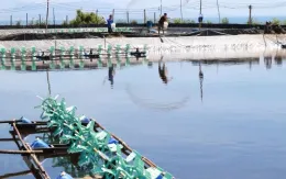 Cấp bách khôi phục sản xuất, đảm bảo đủ thực phẩm dịp cuối năm