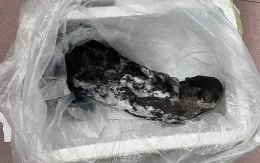 Khởi tố nam thanh niên buôn bán rái cá