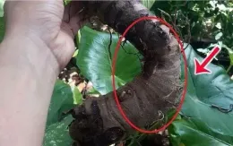 Nhập viện vì uống nước củ ráy chữa ung thư theo lời mách