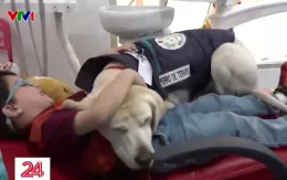 Lợi ích bất ngờ của việc nuôi ong và chó