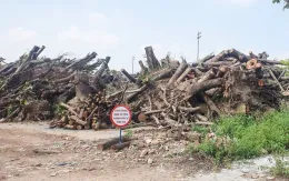 Hà Nội đấu giá lô gỗ từ cây xanh gãy đổ sau bão số 3