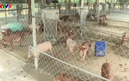 TP Hồ Chí Minh có 67 vùng, cơ sở an toàn dịch bệnh động vật