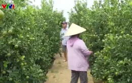 Làng quất cảnh Hội An chuẩn bị vụ Tết