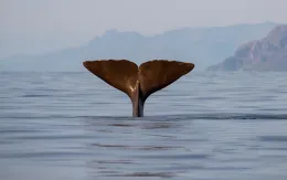 Tiếng ồn dưới nước đe dọa sự sống của cá voi