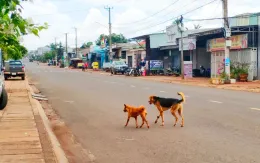 Bé gái 4 tuổi tử vong, 10 người có nguy cơ mắc bệnh dại do chó cắn