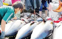 Giá ngừ xuống thấp