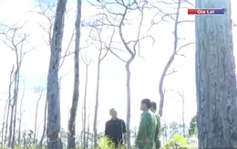 Hàng trăm cây rừng tại Gia Lai bị bức tử