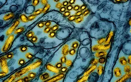 Cúm gia cầm có dấu hiệu gia tăng ở Mỹ