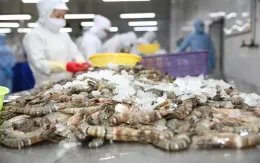 Liên tục đổi mới để giữ thị trường xuất khẩu