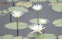 Khu bảo tồn đất ngập nước Láng Sen -  vùng đất lành hoang sơ