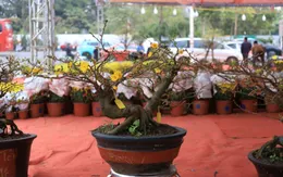 Mai vàng miền Nam “đổ bộ” Hà Nội đón Tết Nguyên đán Ất Tỵ