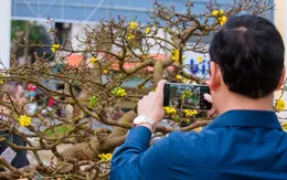 Hàng trăm gốc Hoàng mai Huế khoe sắc bên bờ sông Hương