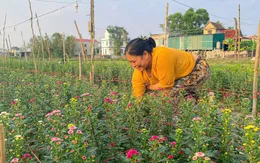 Hà Nội: Nguồn cung hoa tươi dịp Tết dồi dào