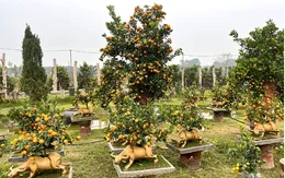 Đào, quất hút khách ngày Tết, giá không tăng nhiều