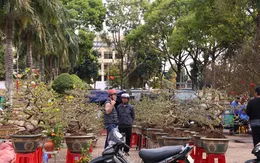 Đắk Lắk: Tiểu thương buôn cây cảnh thấp thỏm ngày cận Tết