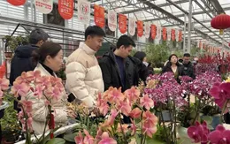 Nhộn nhịp chợ hoa Tết tại Trung Quốc