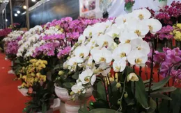 Thay đổi cách tiêu thụ hoa Tết