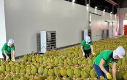 Xuất khẩu rau quả đạt 416 triệu USD