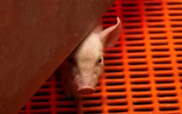 FDA Mỹ phê duyệt các nghiên cứu về cấy ghép nội tạng lợn cho bệnh nhân suy thận