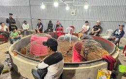 Đắk Lắk: Đột kích trường đá gà, bắt giữ 50 con bạc