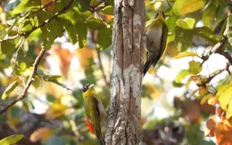 Mê mẩn mùa lá rụng ở rừng khộp Vườn quốc gia Yok Đôn