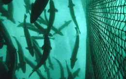 27.000 con cá hồi nuôi trốn khỏi trang trại gây lo ngại về môi trường