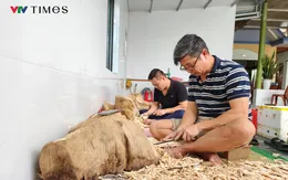 Người dân Hương Khê (Hà Tĩnh) làm giàu từ cây dó trầm