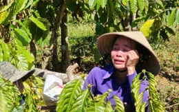 Người phụ nữ khóc nghẹn khi nhìn thấy hàng trăm cây trồng bị kẻ gian chặt phá