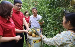 Mùa vàng bội thu trên đất Cao Phong