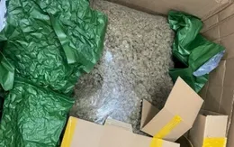 Đề nghị truy tố 14 đối tượng trong đường dây mua bán hơn 700 kg cần sa