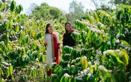 Có gì ở Lễ hội Cà phê Buôn Ma Thuột sắp diễn ra?