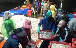 Ngư dân được mùa, được giá cá cơm