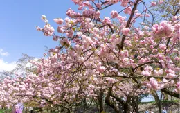 Tận hưởng mùa xuân ngắm hoa anh đào tại Nhật Bản
