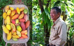 Hồi sinh đồi đá thành nông trại ca cao đặc biệt với những triết lý bất ngờ về nông nghiệp bền vững