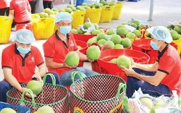 Mở rộng và đa dạng hóa thị trường xuất khẩu nông sản